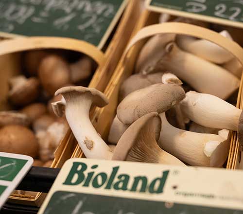 Frische Pilze, Bio Gemüse & Obst Frische Pilze, Bio Gemüse & Obst